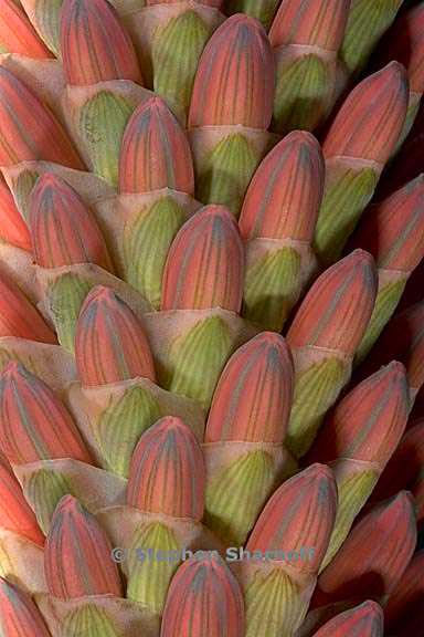 aloe speciosa 1 graphic